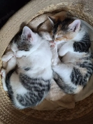 EKH Norweger mix mädchen sucht liebevolles Zuhause 