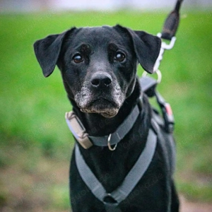 Remi - ist unkompliziert 