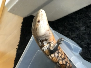 Biete Blauzungenskink Merauke Bild 2