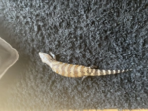 Biete Blauzungenskink Merauke Bild 3