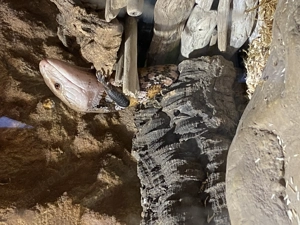Biete Blauzungenskink Merauke Bild 4