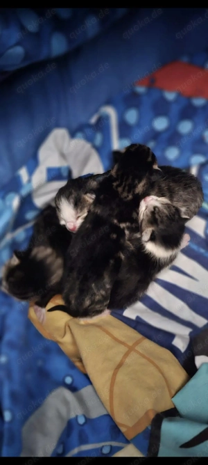 Süße Katzenbabys suchen ein liebevolles Zuhause