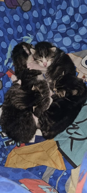 Süße Katzenbabys suchen ein liebevolles Zuhause