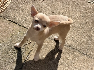 Lilac Fawn Chihuahuawelpe Hündin einer der seltensten Farben