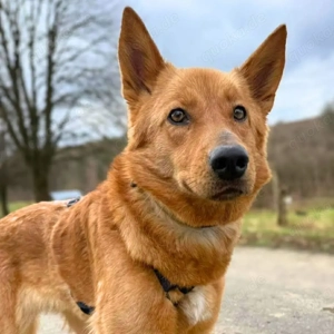 Raya - ist liebevoll&anhänglich