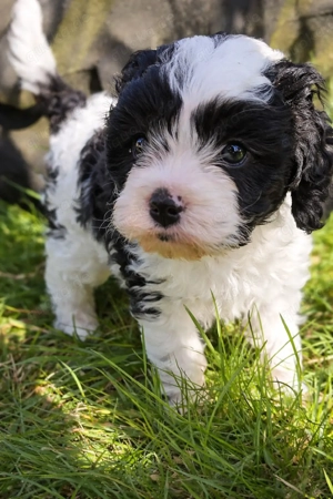 Cavapoo Hündin Welpe   Cavalier x Zwergpudel