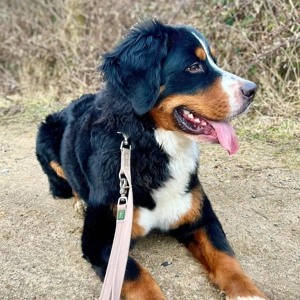 Elfie - ist verspielt,aufgeweckt &neugierig