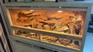 Terrarium Leopardgecko Weibchen Pärchen (Eublepharis Macularius) Tangerine Bandit Firebold