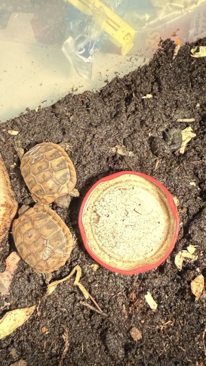Griechische Landschildkröten
