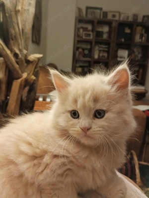 Mischlingskätzchen sucht ein neues Zuhause 