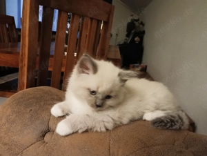 Mischlingskätzchen suchen ein neues Zuhause 