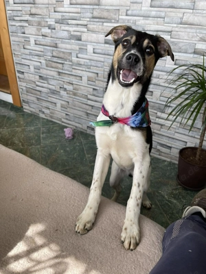 MELODY - Traumzuhause gesucht (wartet in Rumänien)