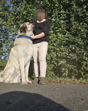 Kangal Rüde  Bild 4