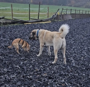 Kangal Rüde  Bild 3