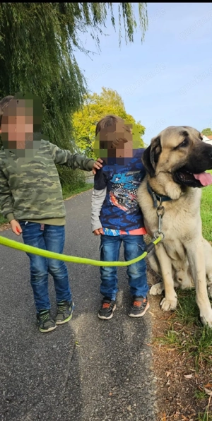 Kangal Rüde  Bild 5