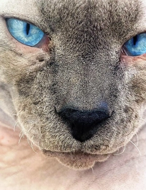 Canadien Sphynx mit super Stammbaum 