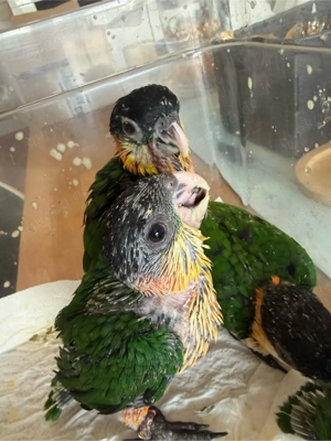 Grünzügelpapageien Babys. Zur Handaufzucht 