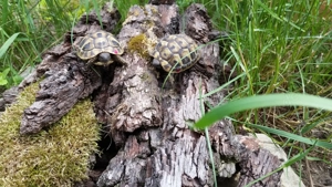 Griechische Landschildkröe Nachzucht 2025