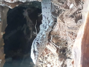 Varanus gillini  Bild 2
