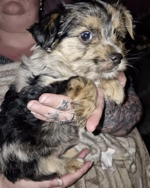 Im Auftrag suchen zuckersüße Yorkshire Terrier Welpen