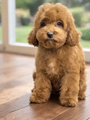 Wunderschöne Cockapoo-Welpen