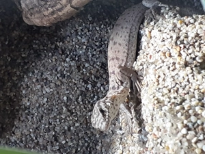 Varanus gillini  Bild 4