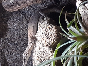 Varanus gillini  Bild 3