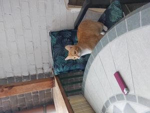 Katzen Kumpel zum Schmusen gesucht