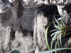 Varanus gillini  Bild 5