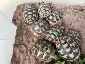 Habe noch einige kleine Marginata und Griechen von 2025 