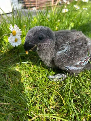 Flora sucht ein neues Zuhause