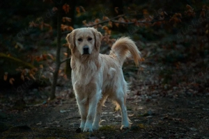 Sportliche Eleganz & entspanntes Wesen: Henry sucht Damenbesuch!