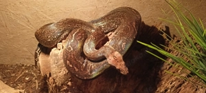 Boa constrictor 2020 schönes Tier Leopard Weibchen 