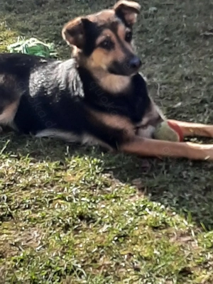 Mischlingshündin Lenya 