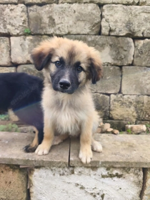 Mischlingswelpe Kalle sucht ein Zuhause