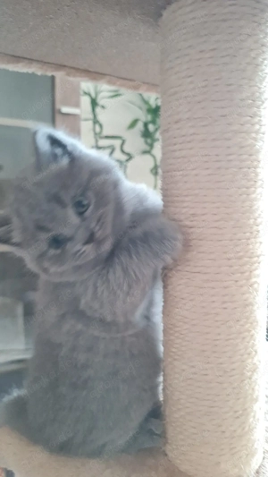 Ein Junge Britische kurzhaar