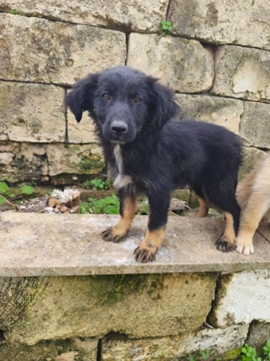 Mischlingswelpe Knut sucht sein Zuhause