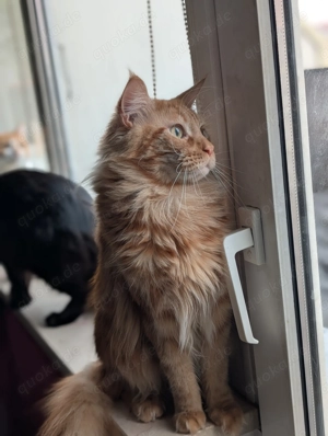 2 EHK-MaineCoon Mixe suchen Familienanschluss  Bild 7