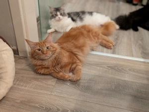 2 EHK-MaineCoon Mixe suchen Familienanschluss  Bild 6