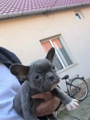 französisch Bulldog