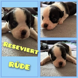 OEB-Boxer-Mix-Welpen Bild 6