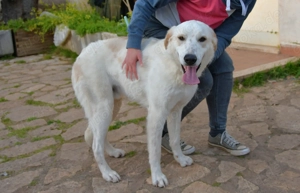 Mischlingsrüde "Mister" sucht Zuhause