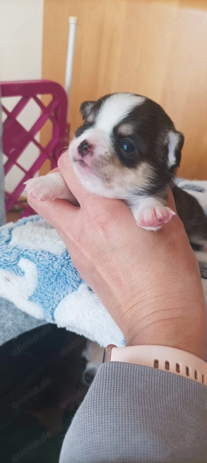 Wunderschöne Chihuahua Welpen in KH