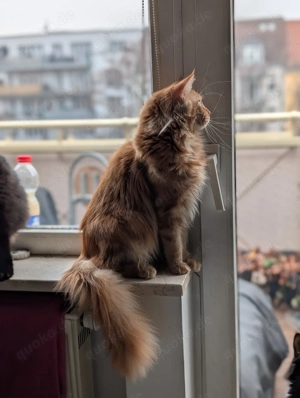 2 EHK-MaineCoon Mixe suchen Familienanschluss  Bild 8