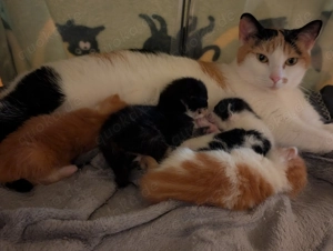 2 EHK-MaineCoon Mixe suchen Familienanschluss  Bild 5