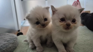 Britisch - Langhaar   kurzhaar Kitten , Blaue Augen ( Kater & Katze)  