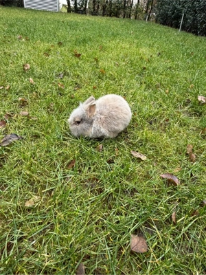 1 Zwergkaninchen mit Gehege Bild 6