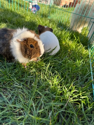 meerschweinchen bock 