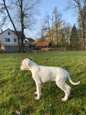 Welpe abzugeben 