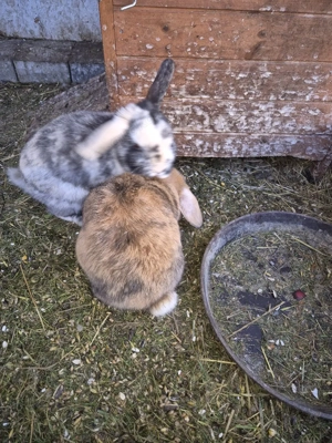 Haustiere Kaninchen  Bild 5